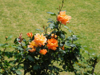 DSCN0863