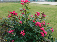 DSCN3023